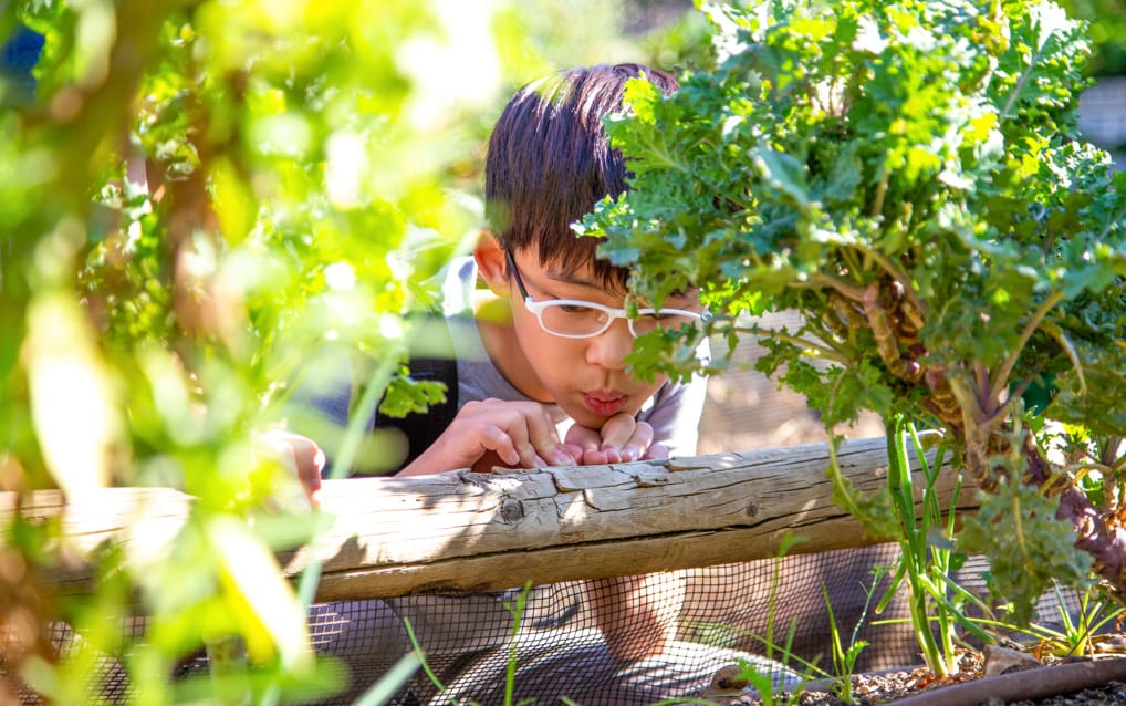 Boy looking up close at something in the garden at Irvine Ranch