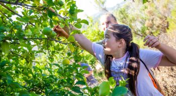 Girl picking a lime in the citrus grove