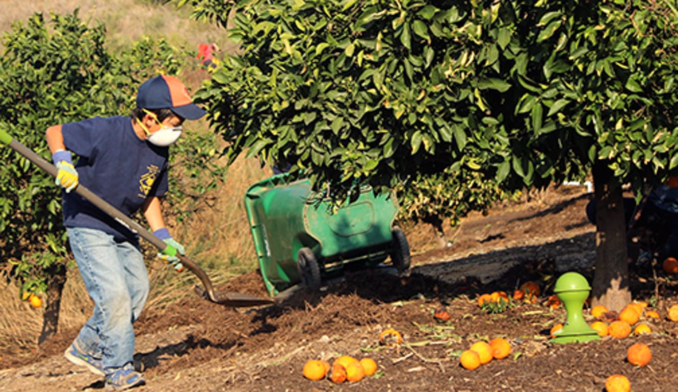 Boy shoveling oranges from an orchard at Irvine Ranch's Day of Service