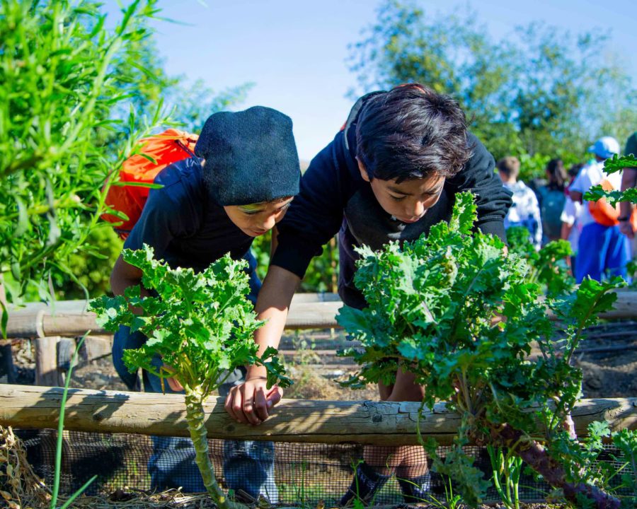 Two campers leaning over to look at vegetables in the Food Forest